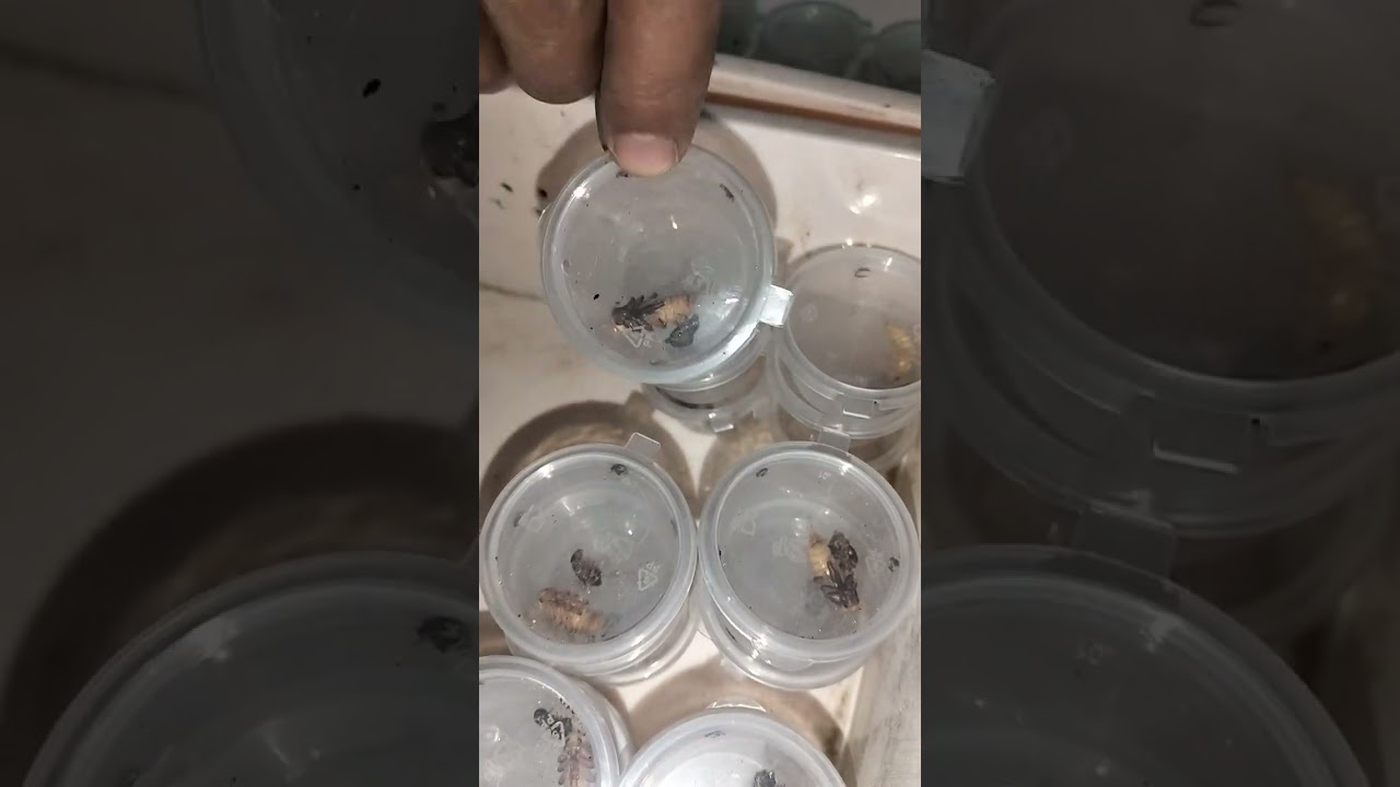 superworm to pupa to beetles 