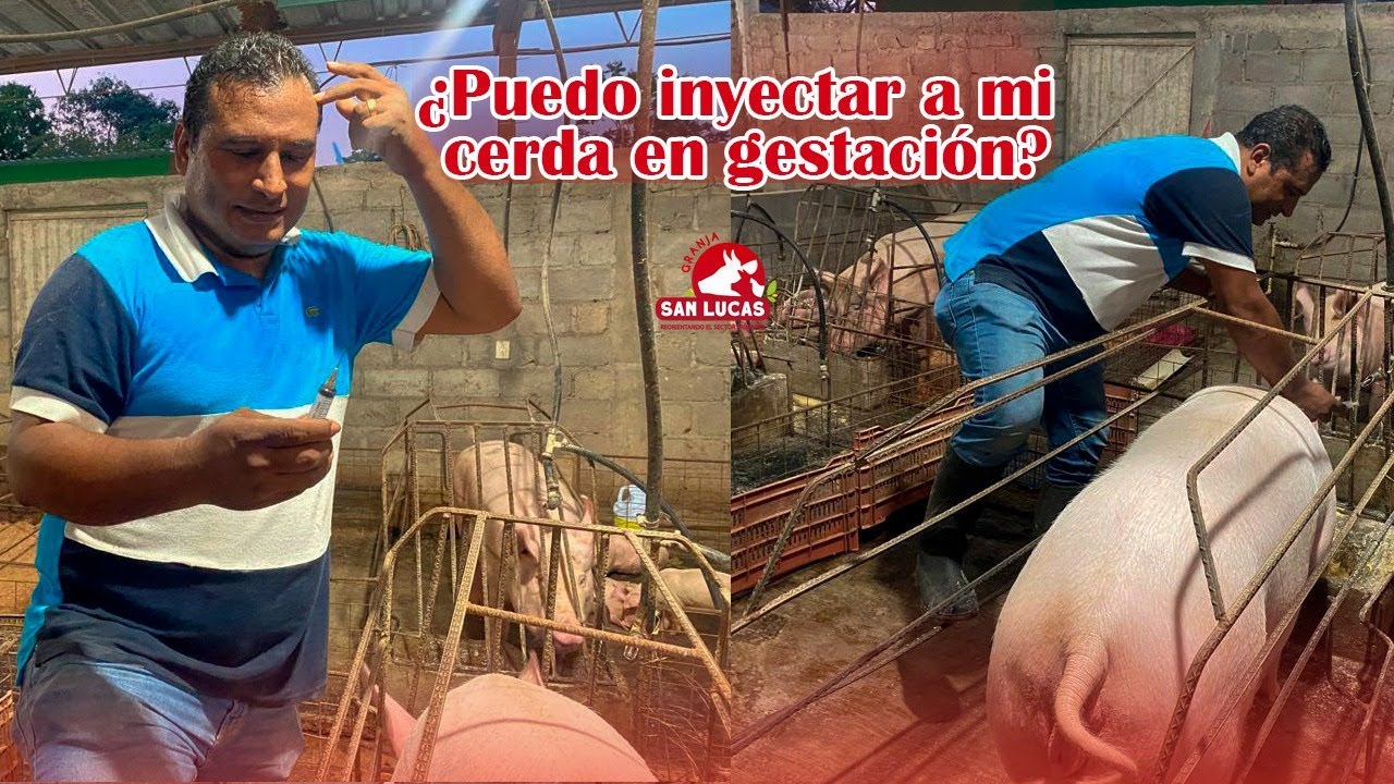 ¿Puedo vitaminar a mis cerdas en gestación? | Granja San Lucas