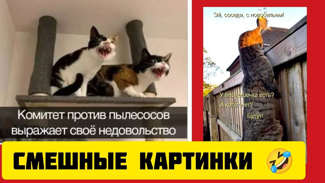 Комитет против пылесосов💨 выражает своё недовольство 😸смешные картинки и весёлая музыка 🤣