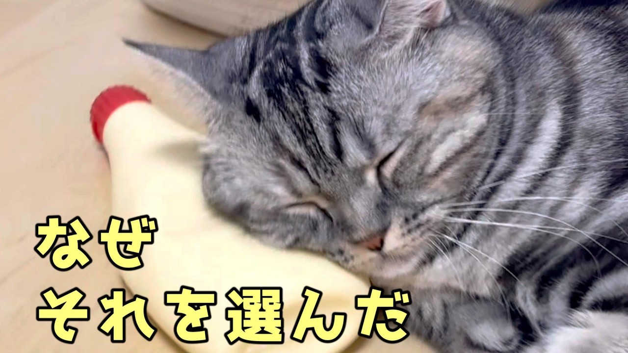 マヨネーズ枕猫、脱走しかけました