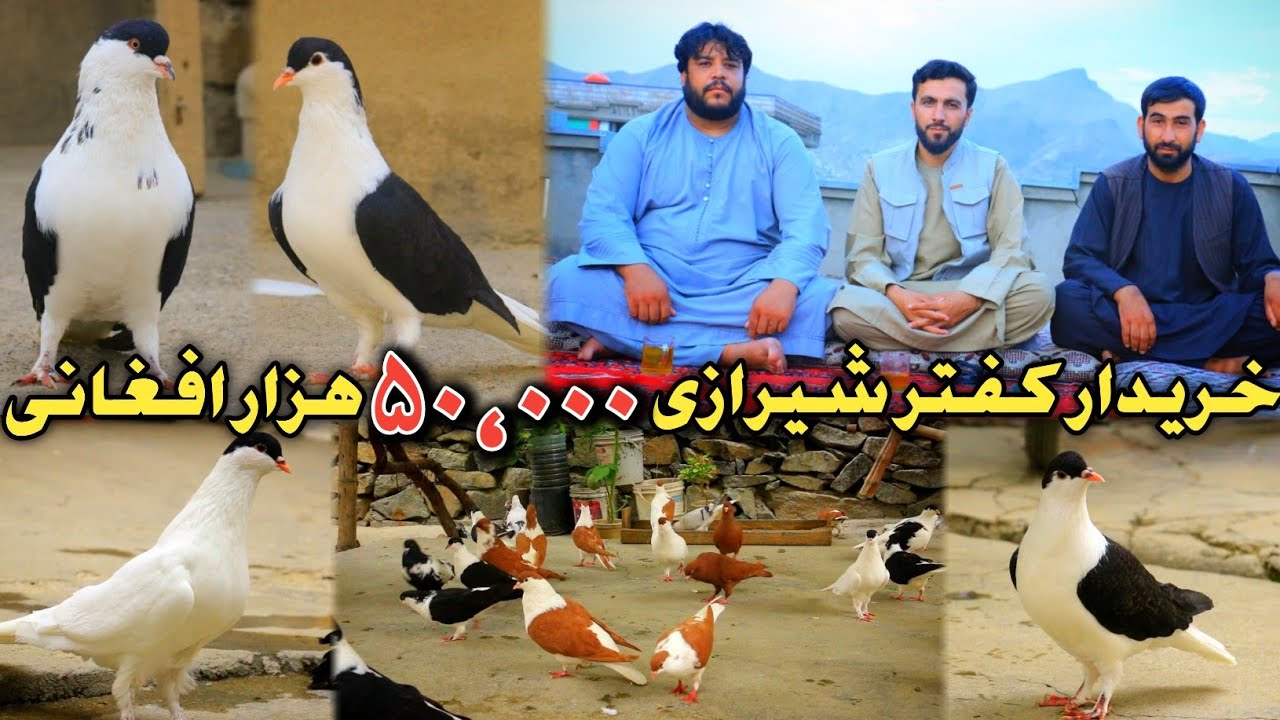 چرا؟کفتر ملاقی را 1.000$ هزار دالر نمی خرند|شوق آیا قیمت دارد یا نه|طریقه کوریز گرفتن کفتر چوچه گیر