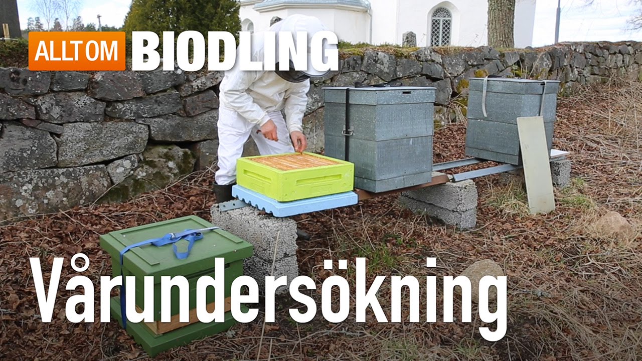 Vårundersökning av bisamhälle - Biodling