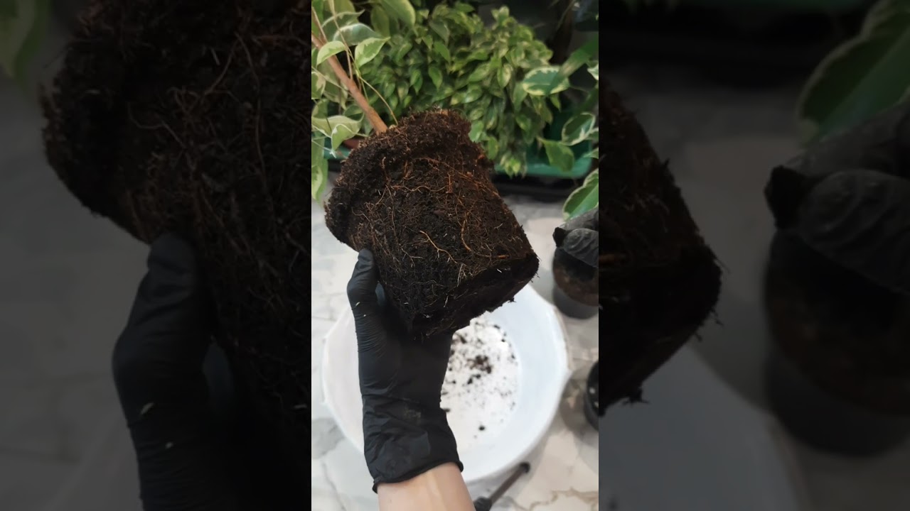 Пересадка фикусов Бенджамина Саманта. Уценка. Спасаю подыхантусов 🙈