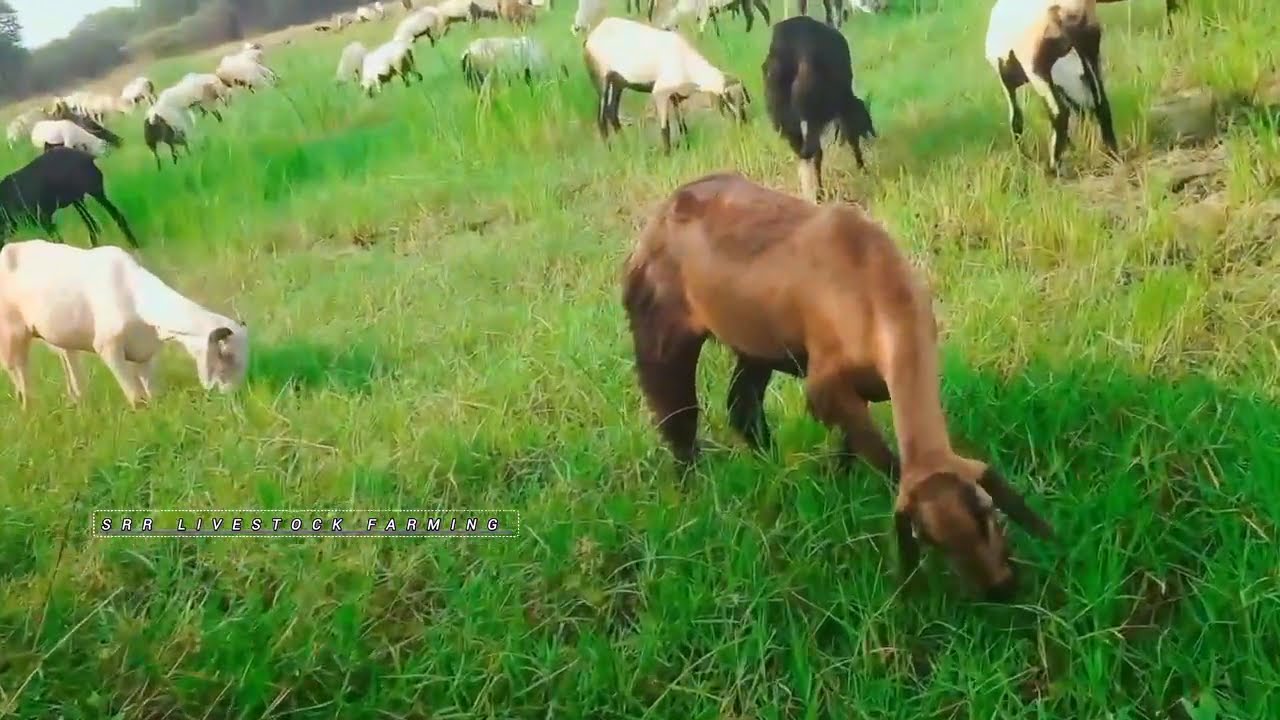 SHEEP FARMING IN TELUGU IN TELANGANA