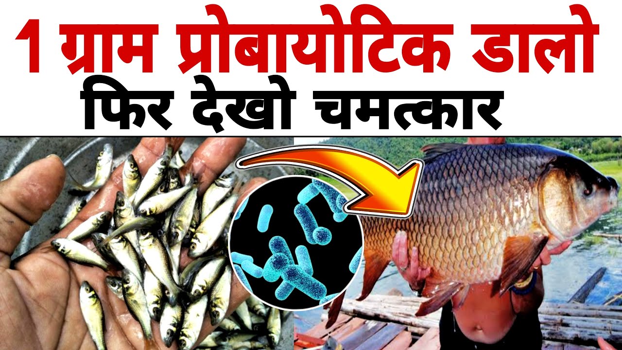 तालाब में प्रोबायोटिक कितना डाले? Use Of Probiotics In Fish Farming