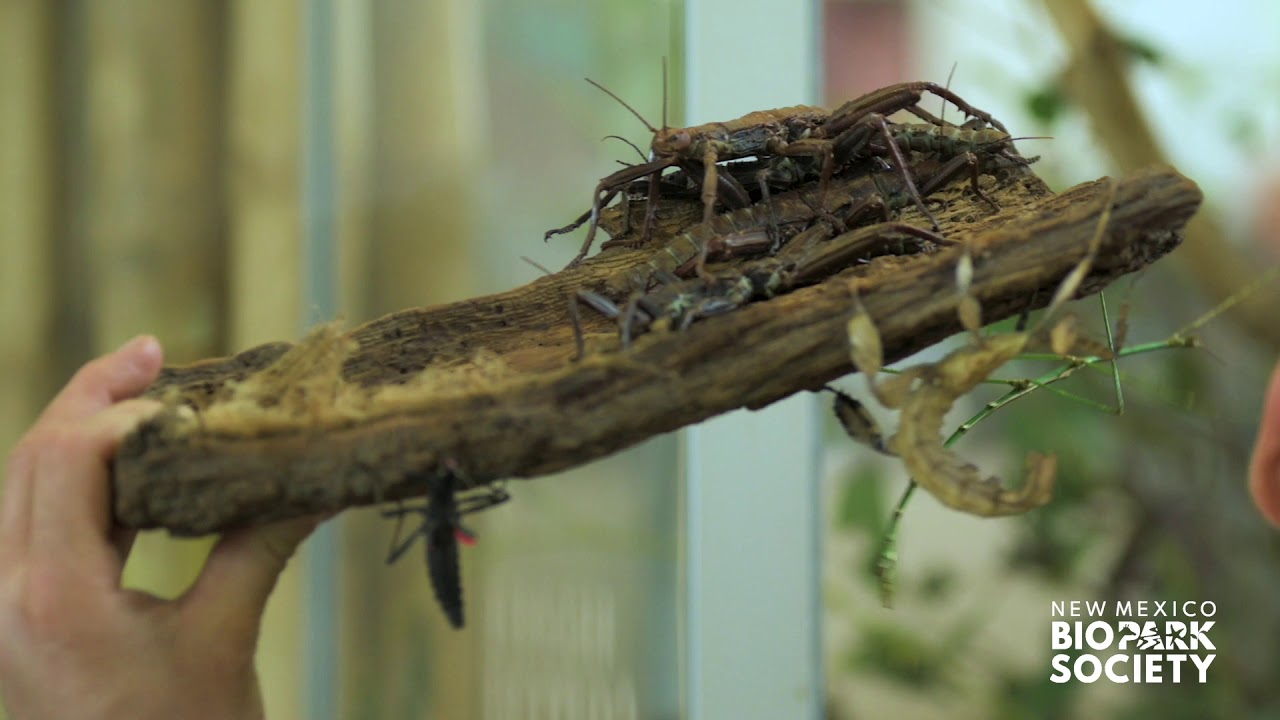 “Your Dose of Vitamin Z” - Episode 4 - featuring the BUGarium