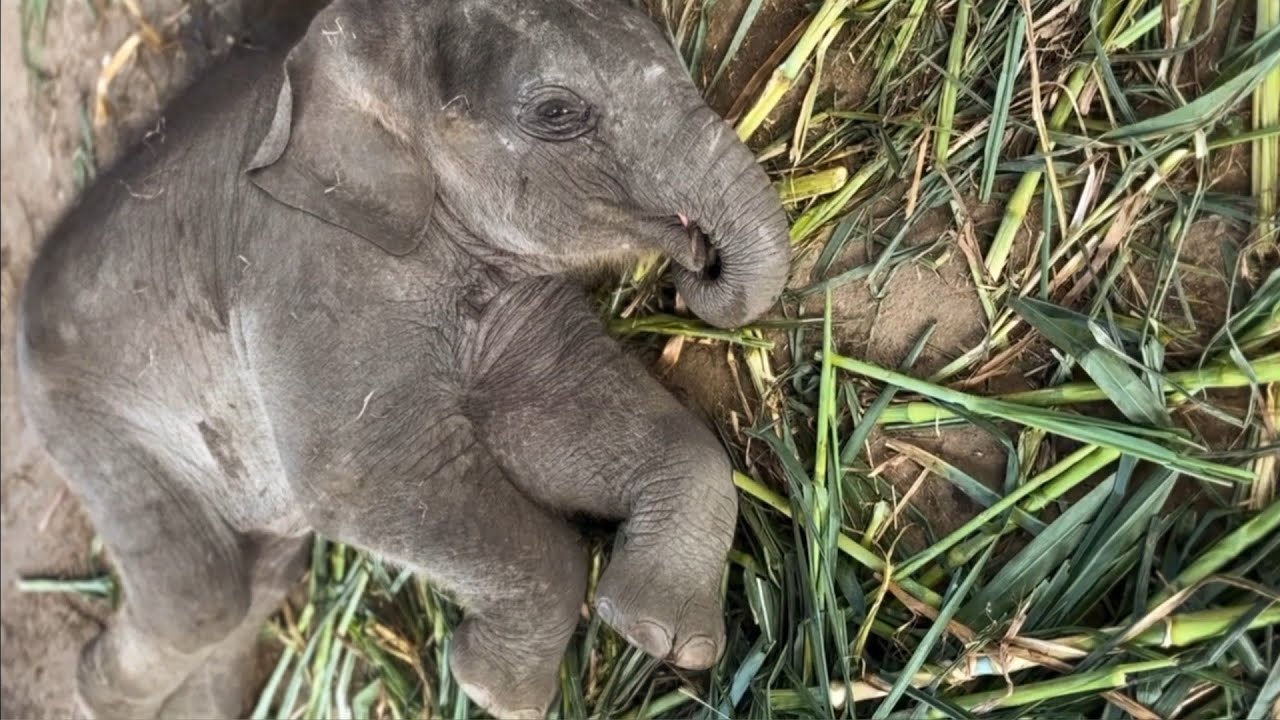 Cute Baby Elephant Plays Until It Falls Asleep
