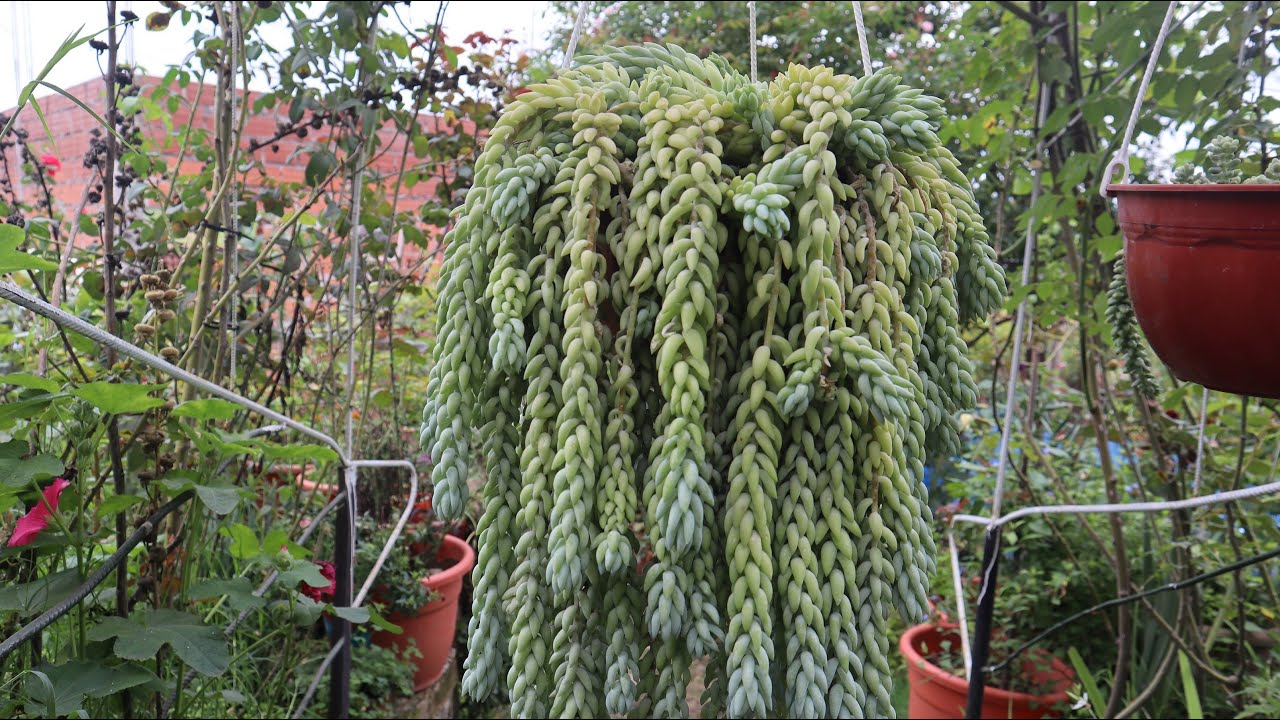 Cuidados del Sedum morganianum - Historia - Cola de Burro - Trenza gitana - Cola de borrego