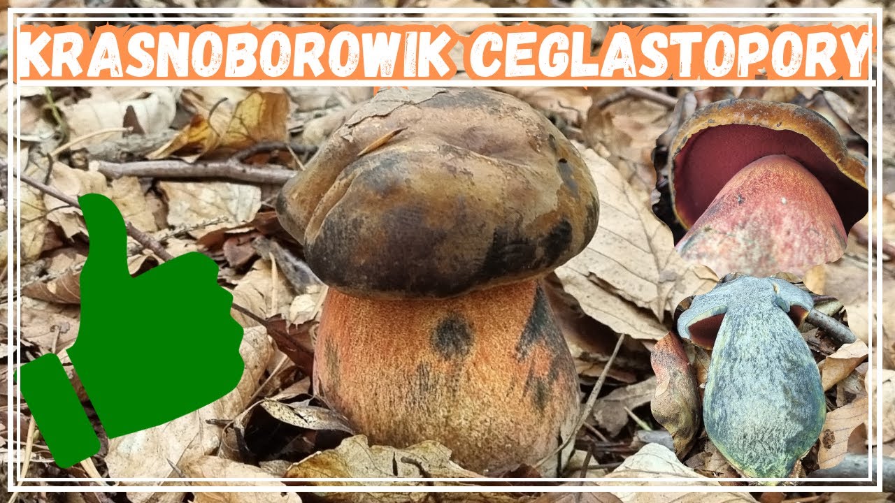 KRASNOBOROWIK CEGLASTOPORY (Neoboletus luridiformis) - JADALNY - ROZPOZNAJEMY GRZYBY