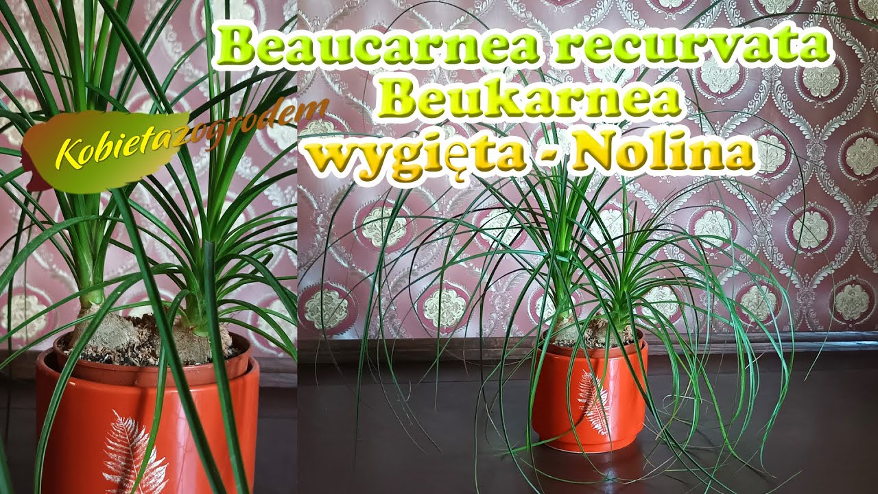 Nolina