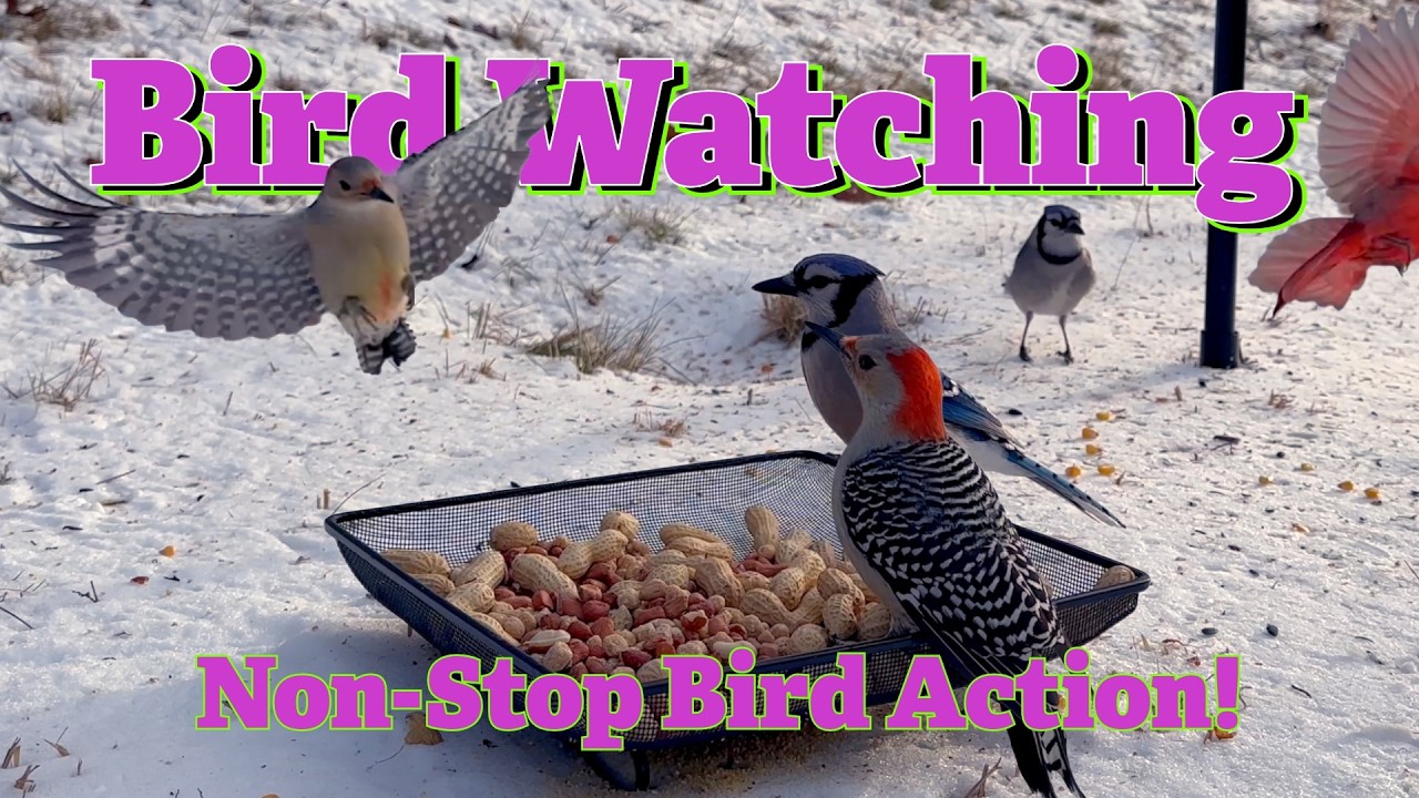 Bird Watching (Non-stop bird action)