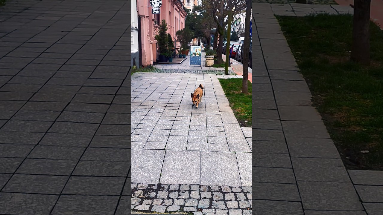 Прогулка #pets #dog #cutedog #doglife