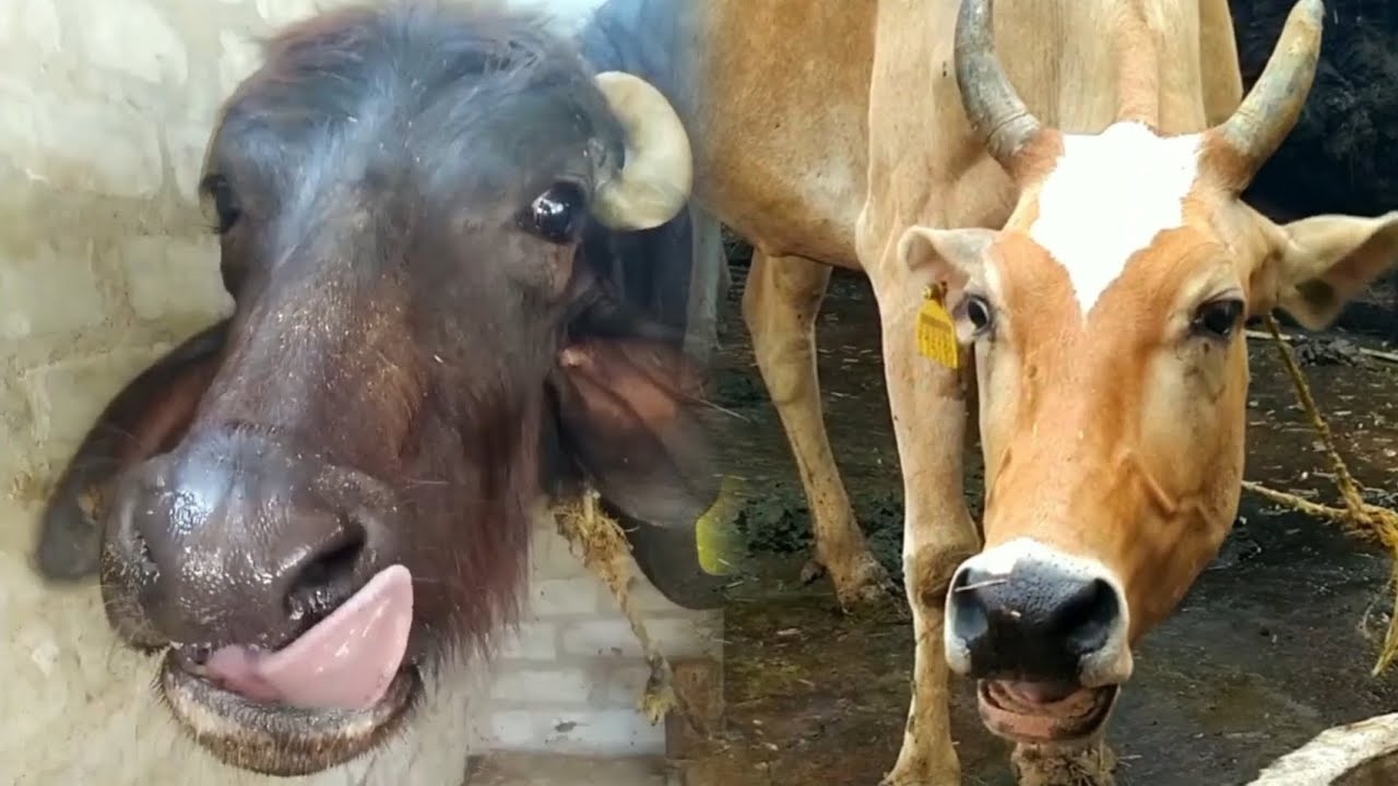 animal video | cow and buffalo video #cow #baffalo #sound #village #animals