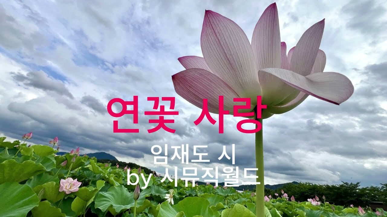 연꽃 사랑 _ 임재도 / 시가 노래가 될 때(Poetry Song)