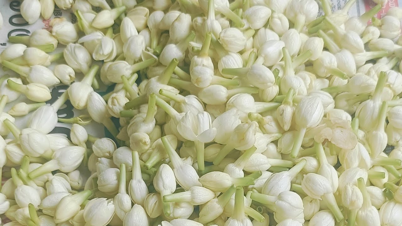 THUMPEES VLOGS is live🥰ഹായ്‌ 🥰ആരെങ്കിലും ഉണ്ടോ