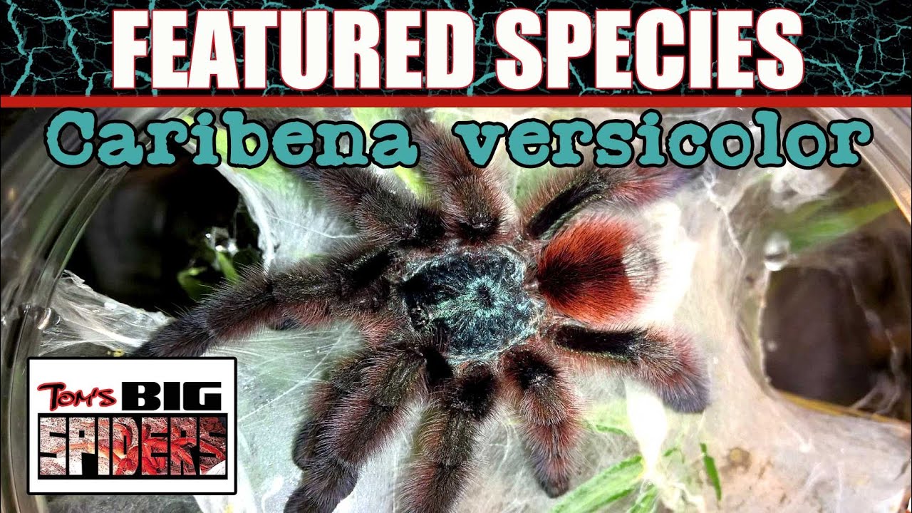 ОСОБЕННЫЙ ВИД № 1 - Caribena Versicolor (Мартиникский розовый верзиколор)