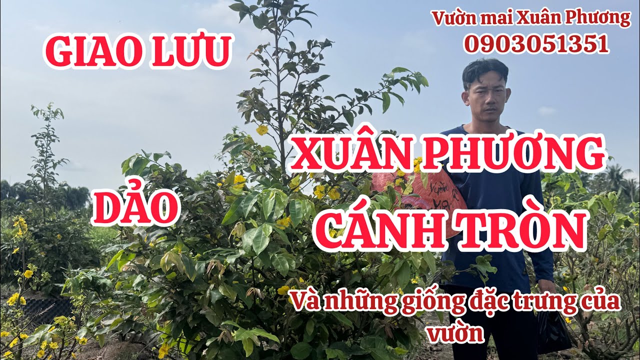 VƯỜN MAI XUÂN PHƯƠNG GIAO LƯU DẢO XUÂN PHƯƠNG-CÁNH TRÒN-VÀ NHỮNG GIỐNG ĐẶC TRƯNG CỦA VƯỜN
