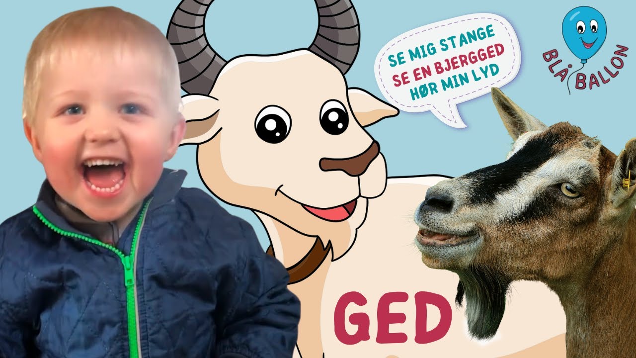 Ged. Hør en ged bræge. Se små gedekid. Se geder stange hinanden og blive malket. Sjov film om geder.