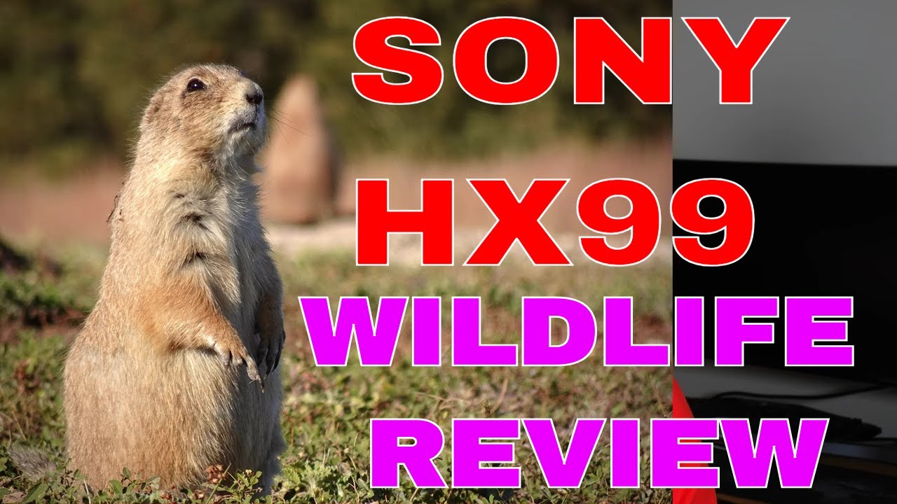 Sony HX99 Wildlife Review