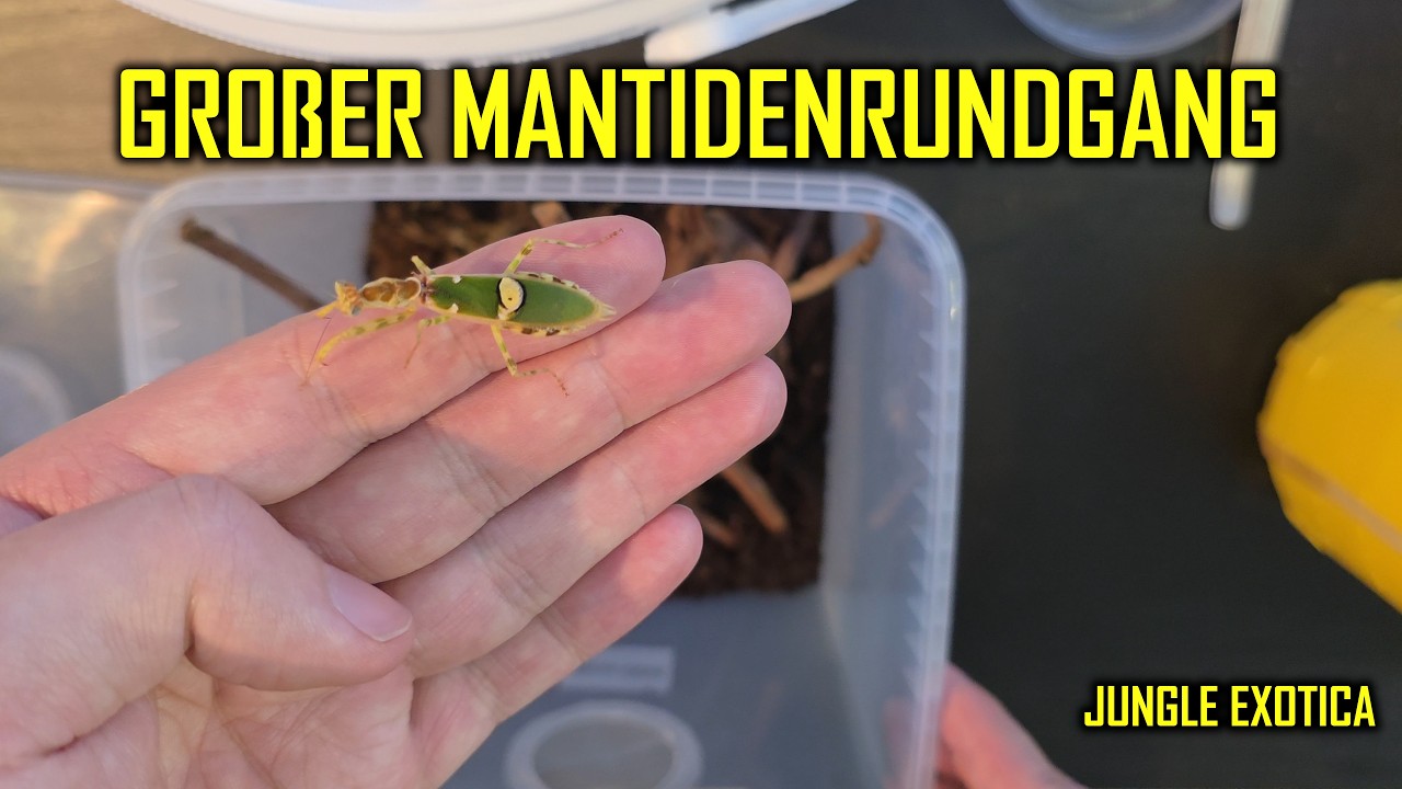Vorstellung aller meiner Mantiden | Januar 2026 | Jungle Exotica