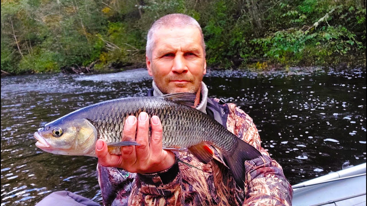 Река Паша. Быстрая вода, пороги и голавли.