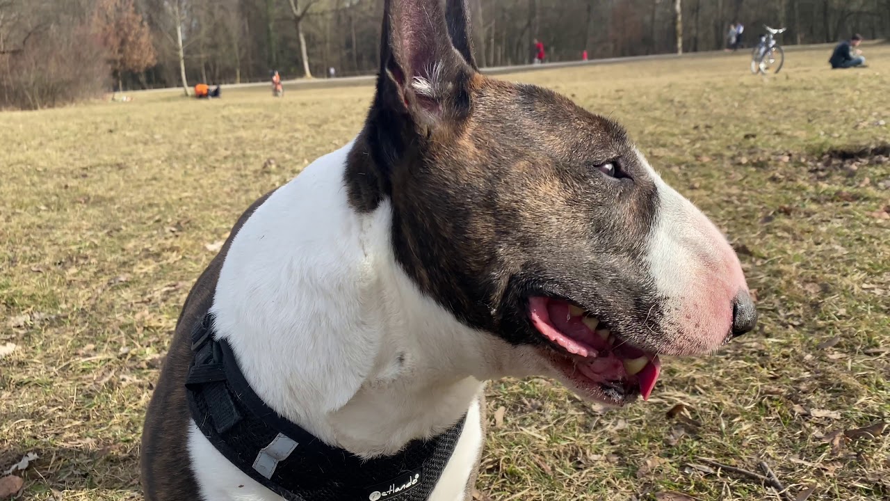 Miniatur Bullterrier - bester Hund der Welt? 4K