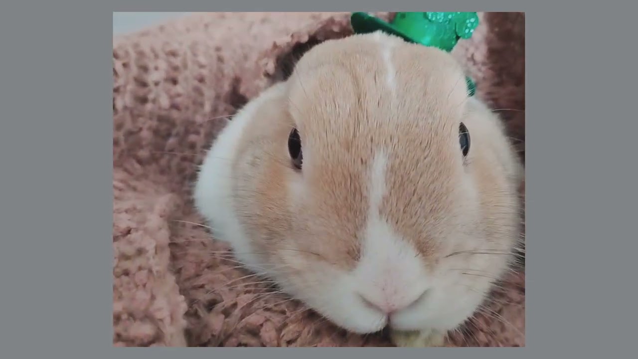 Happy St. Patrick's Day!! 🍀(March 17, 2026) #adorablebunny #bunnies #socutr #stpatricksday2026 #awww