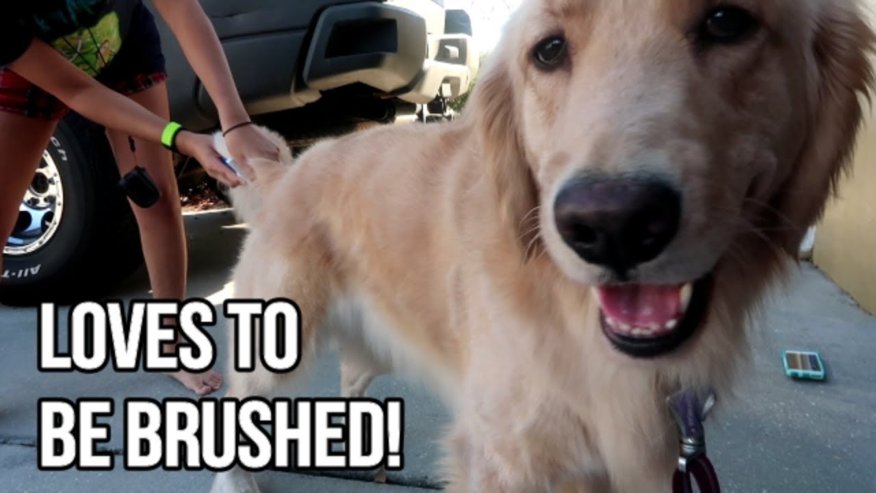 🐶 Grooming Our Service Dogs & A Giant Tennis Ball! 🎾 (12/2/17)
