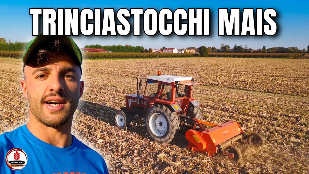 🌽 Non c'&egrave; tempo da perdere!! Da MAIS a FRUMENTO | TRINCIAMO GLI STOCCHI