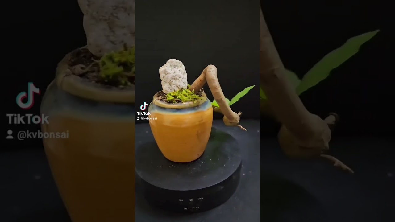 Mame Bonsai - Barringtonia Acutangula. Full Cascade Style