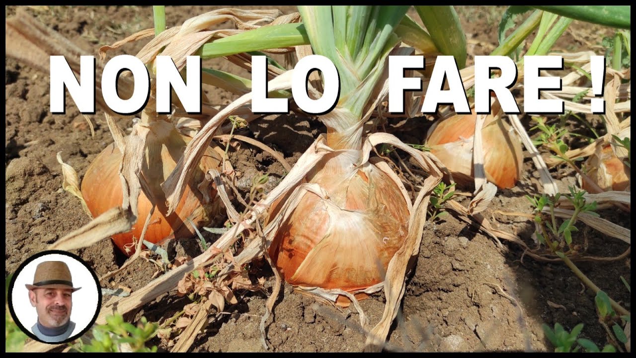 QUANDO SI RINCALZANO LE CIPOLLE