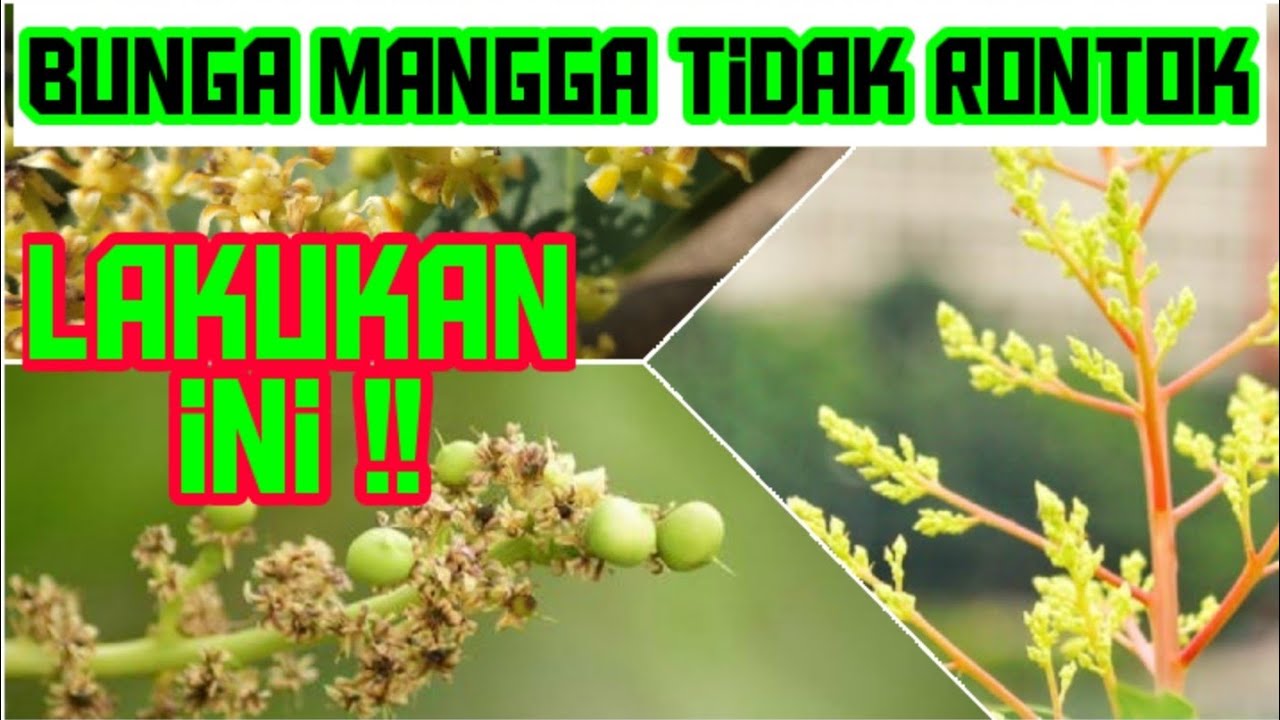 Tips Agar Bunga/ Buah Mangga Tidak Rontok
