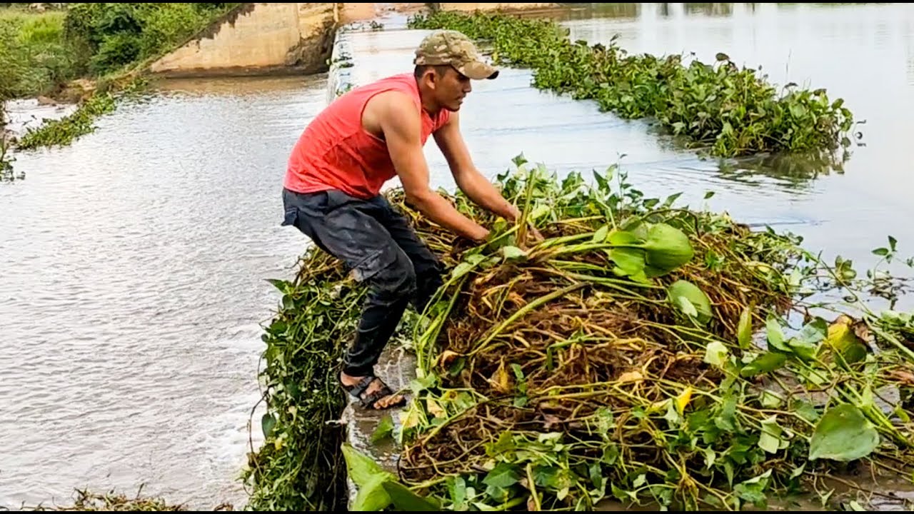 Hard Work To Day I Can Do It!!! Activity Remove Floating Plants Clogged Massive Dam Drain Water