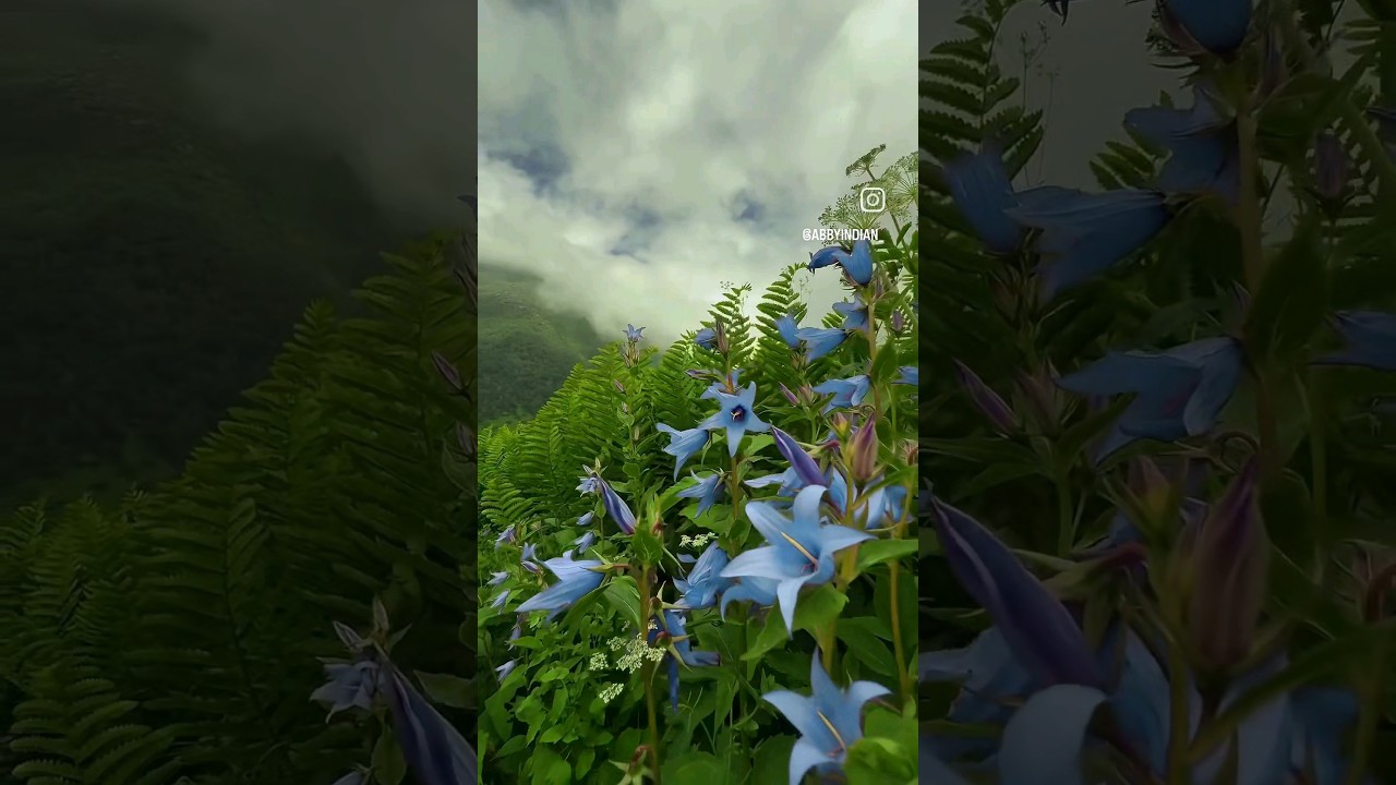 Valley of flowers | Best time to visit | Uttarakhand Valley of flowers | Travel | Rain | Monsoon