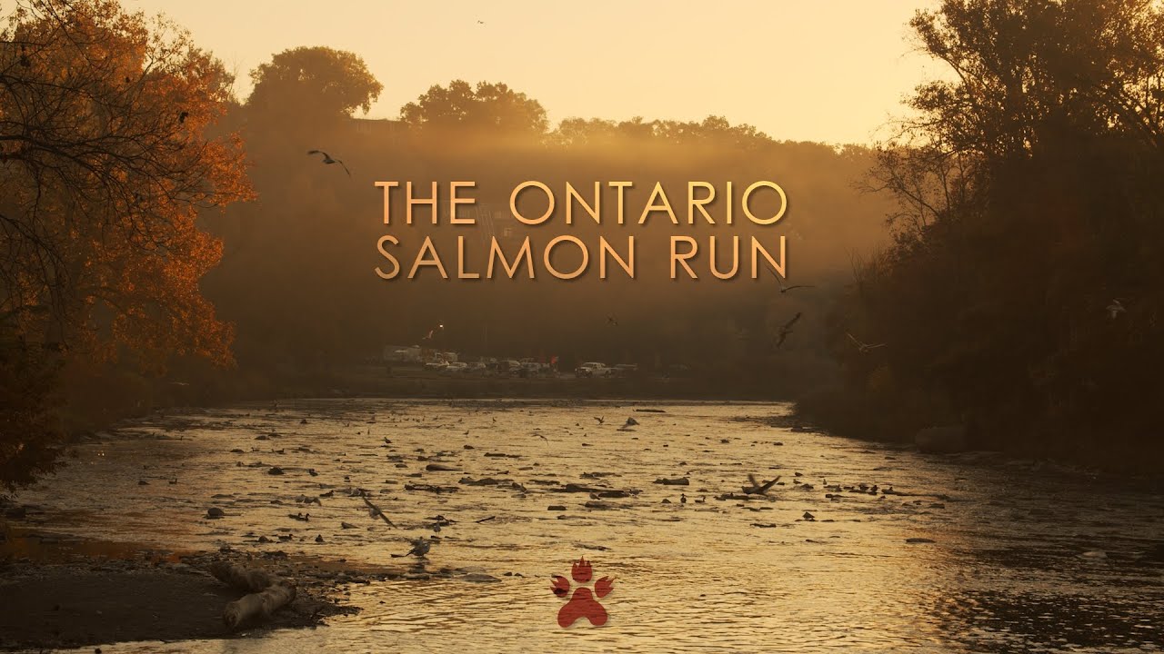 The Ontario Salmon Run