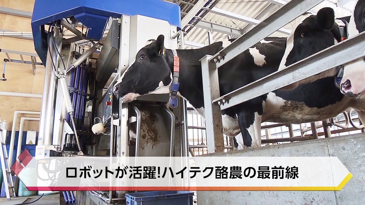 ロボットが活躍！ハイテク酪農の最前線【特集】