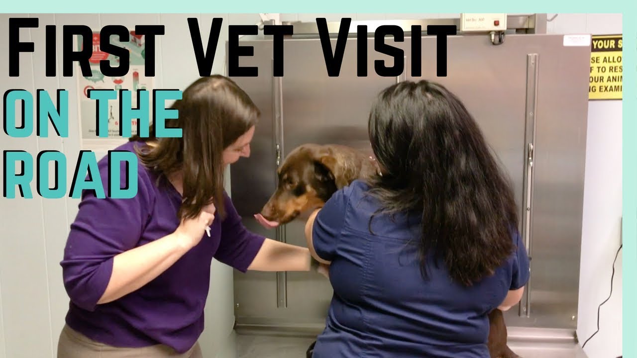 FIRST VET VISIT (ON THE ROAD) || RVING WITH DOGS || FULL TIME RV LIVING