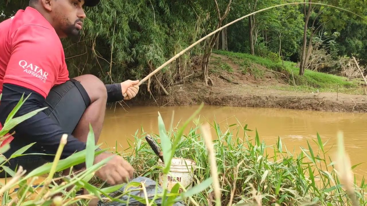 Pesquei no C&Oacute;RREGO COM RIO cheio e tive BASTANTE resultado.  #pescaria #tilapia