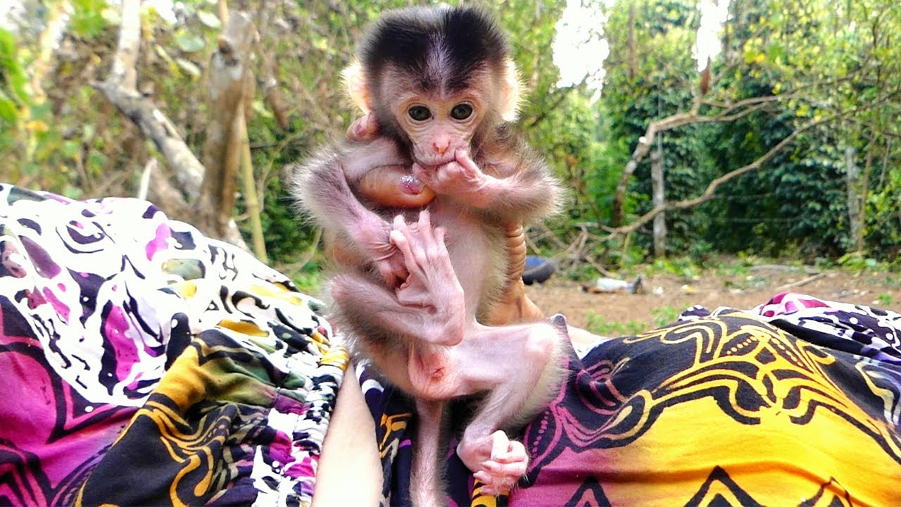 Moms like to take to cute smart baby monkey