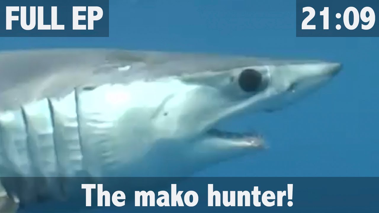 THE MAKO HUNTER