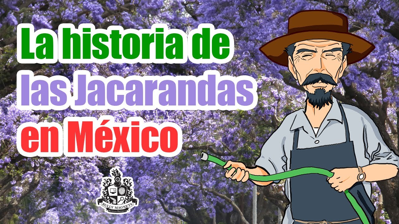La historia de las jacarandas en México - Bully Magnets - Historia Documental