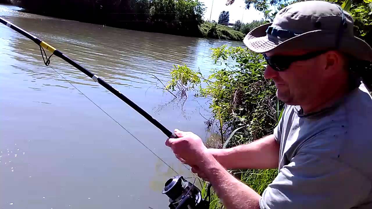 Catfish - Canal Bianco (sumec)
