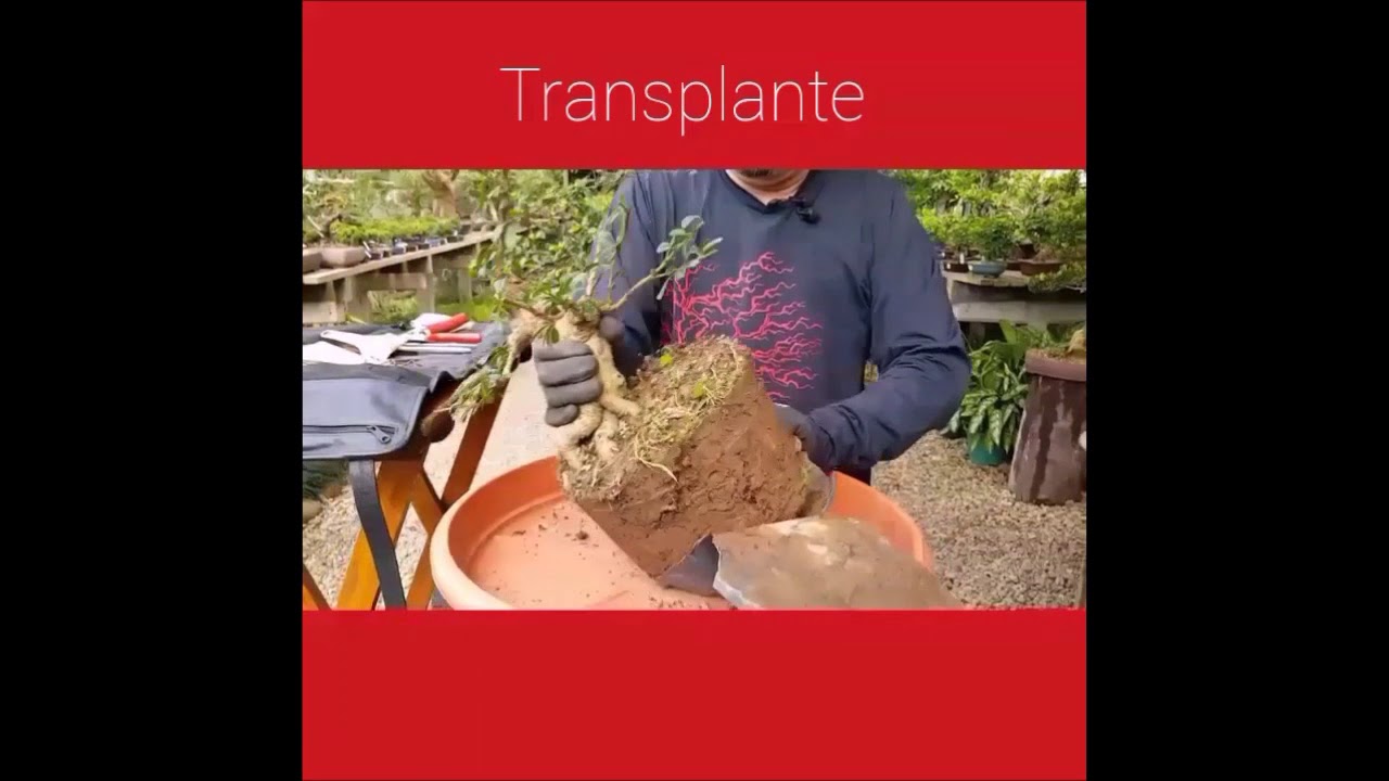 Como fazer bonsai de planta tropical Parte III - Nipon Bonsai
