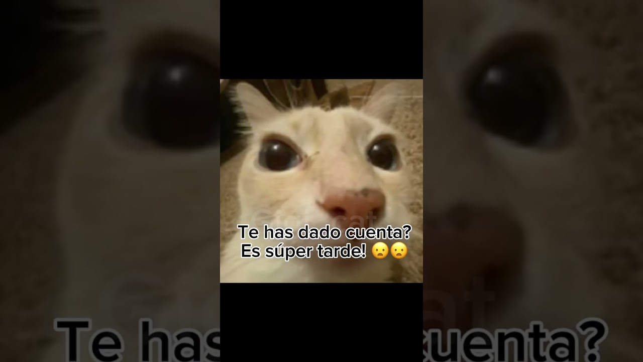 Vete a mimir de inmediato! Xd #gatos #gigi_cat (los quiero gracias por su apoyo 👄💫💫🩵🩵)