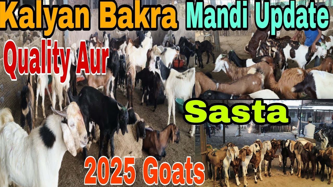 Kalyan Bakra Mandi Update Mangalwar|#youtubevideo #viralvideo #riyasatgoatvlogs 