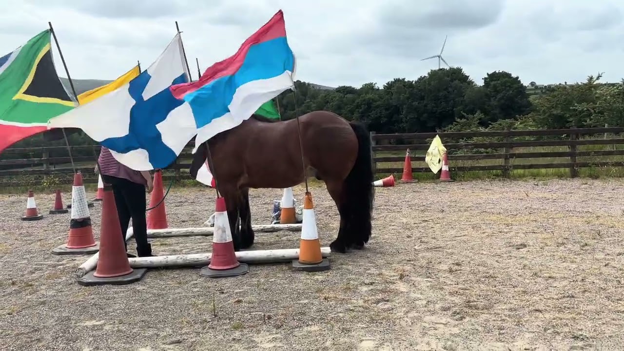 Lauren Gilman and Bentley First level horse agility for June 2025 Competition