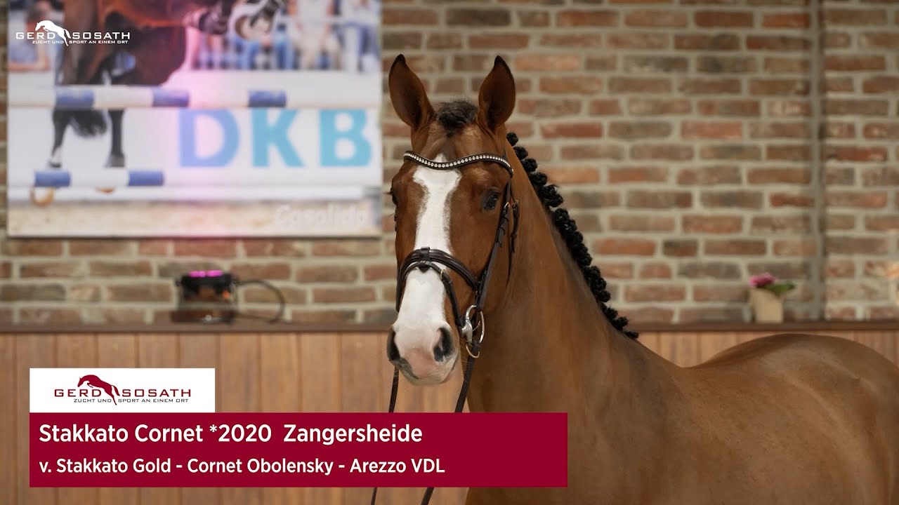 Stakkato Cornet *2020 by Stakkato Gold x Cornet Obolensky | Sosath Stallion Show 2023