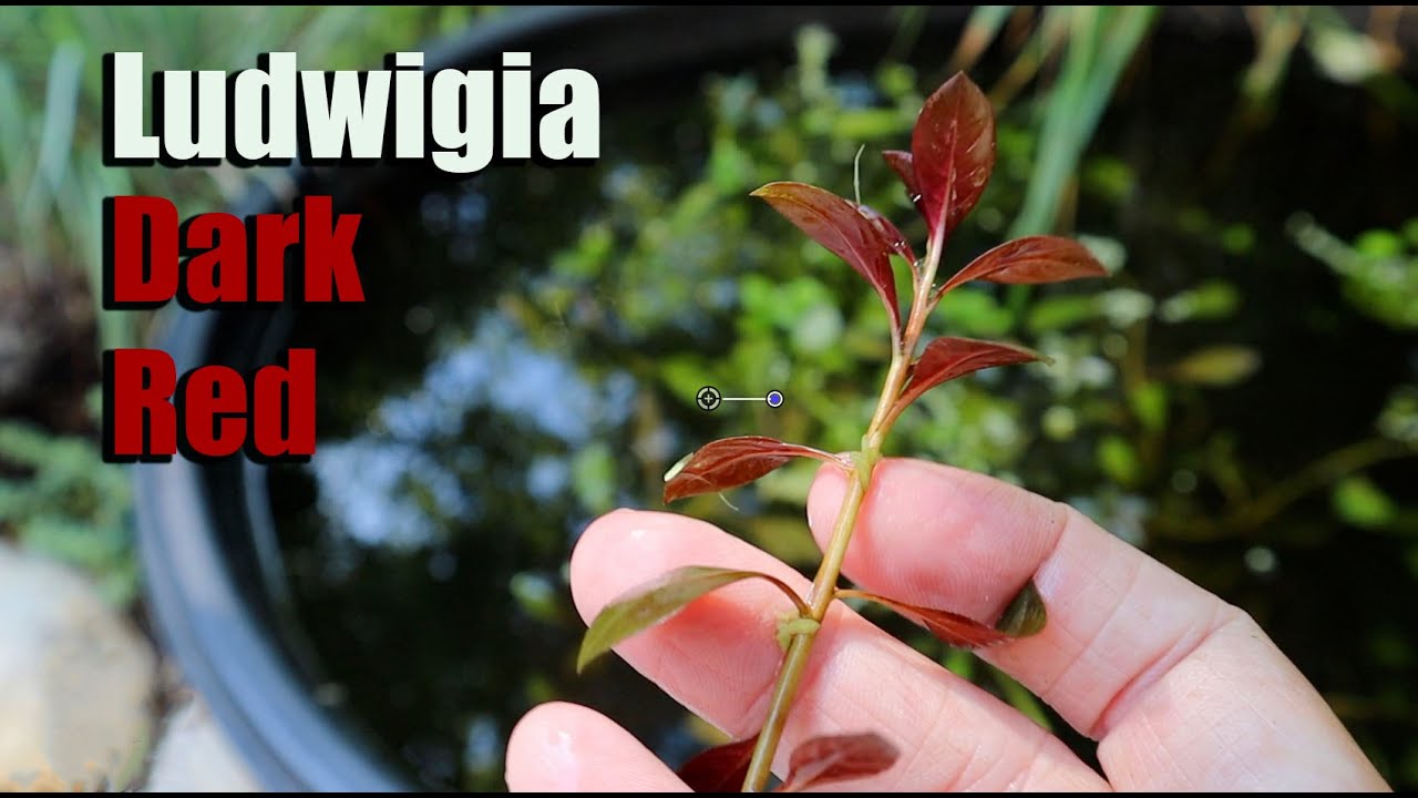 The Coolest Red Aquatic Plant Great For Beginners! Ludwigia Dark Red 🌱❤️🌿
