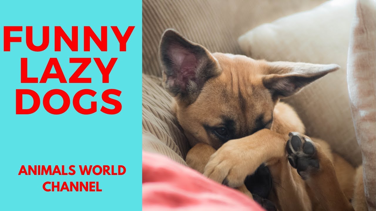 Lazy Dog Won't Move or Get Out of Bed- Compilation 2020