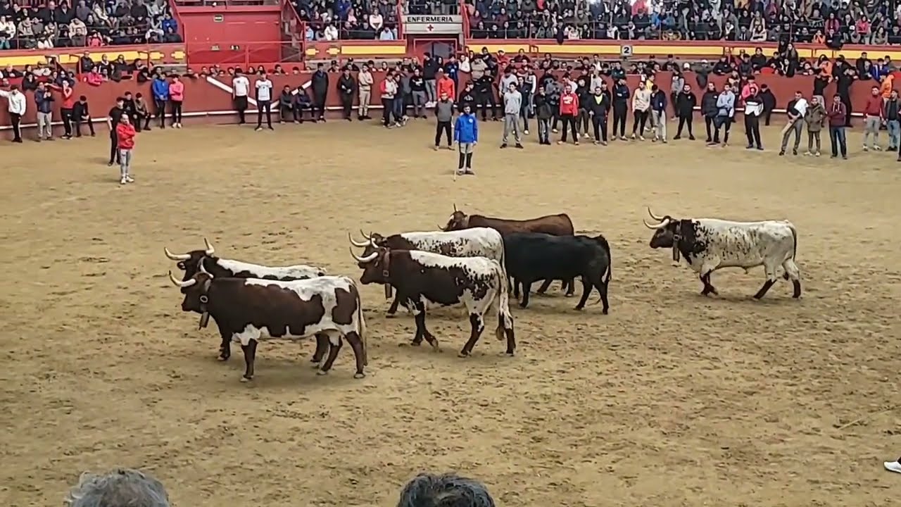 Encierro de Valdemorillo 2025 (9 de Febrero)